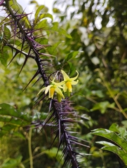 Solanum atropurpureum