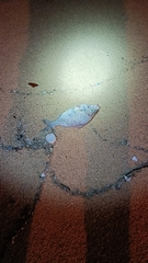 Leiognathidae