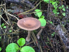 Fungi