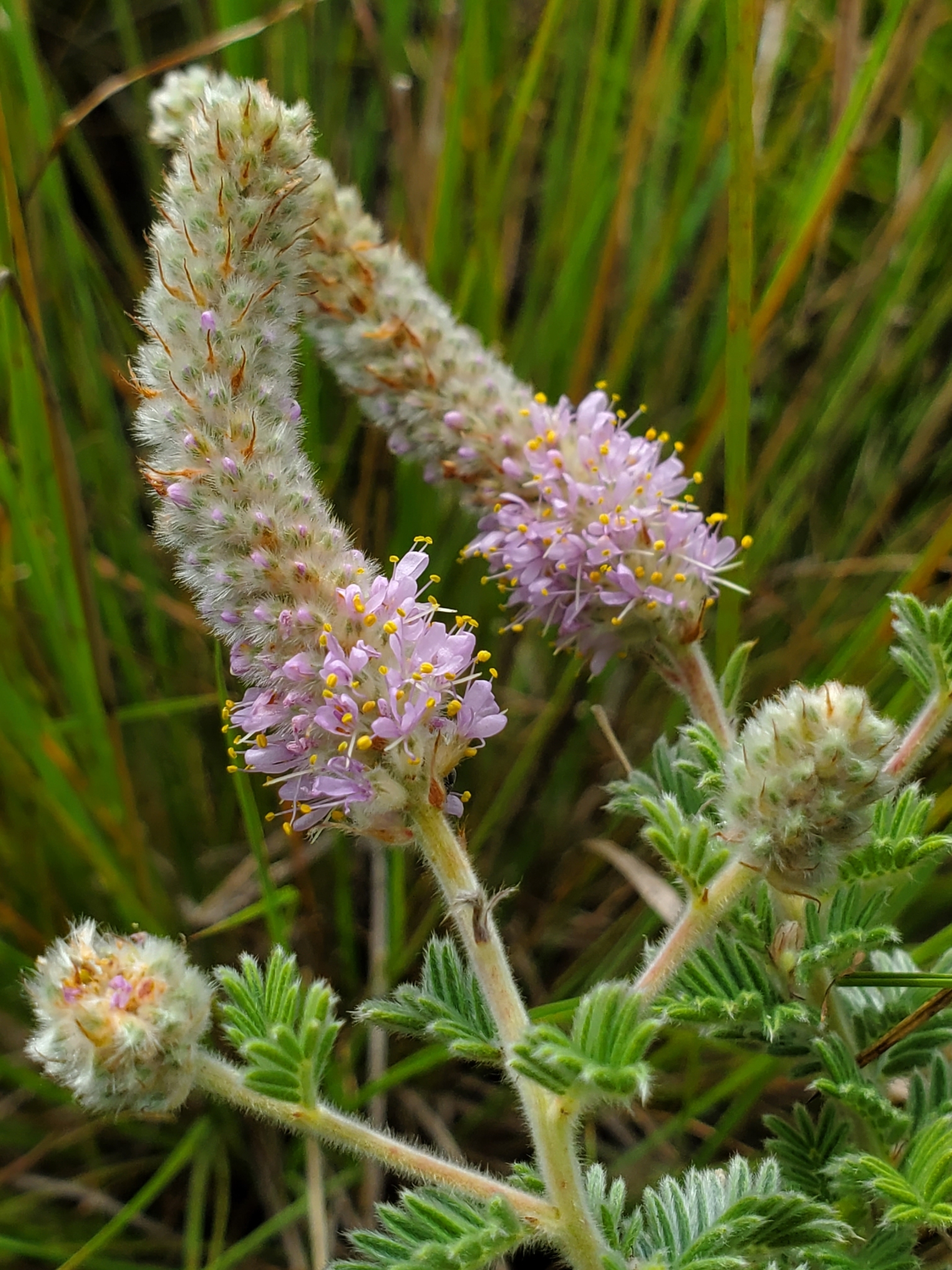 Dalea villosa var. villosa