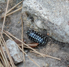 Armadillidium maculatum