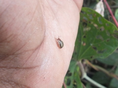 Agroiconota propinqua