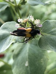 Macrosiagon flavipennis