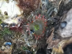 Anthopleura fuscoviridis