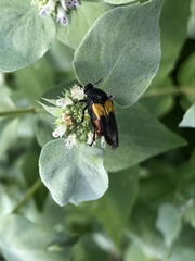 Macrosiagon flavipennis