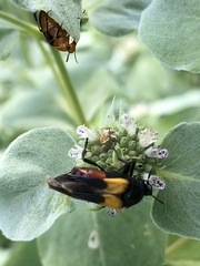 Macrosiagon flavipennis