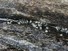 Echinolittorina radiata