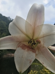 Lilium brownii
