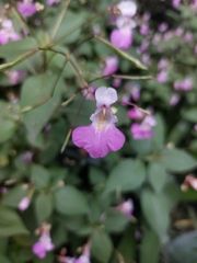 Impatiens balfourii