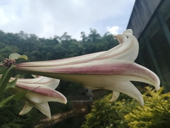 Lilium brownii