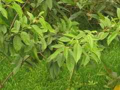 Frangula sphaerosperma