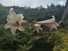 Lilium brownii