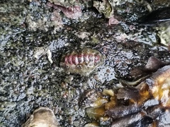 Acanthochitona rubrolineata