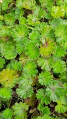 Alchemilla orbiculata
