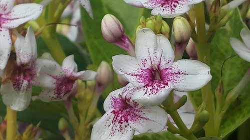 Pseuderanthemum maculatum