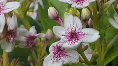 Pseuderanthemum maculatum