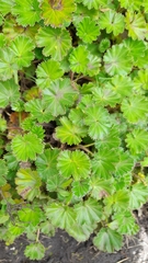 Alchemilla orbiculata
