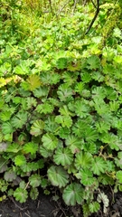 Alchemilla orbiculata