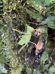 Panacanthus cuspidatus