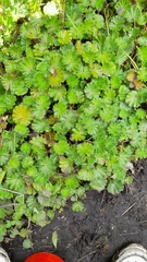 Alchemilla orbiculata
