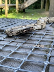 Boa constrictor constrictor