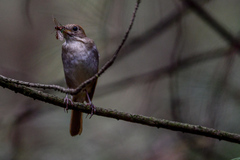 Catharus occidentalis