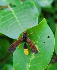 Trogus flavipennis