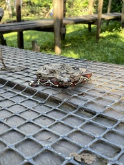 Boa constrictor constrictor