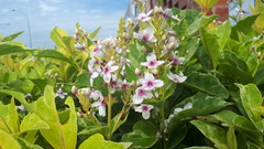 Pseuderanthemum maculatum