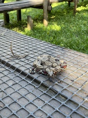 Boa constrictor constrictor