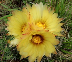 Coryphantha cornifera
