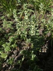 Polygonum polygaloides