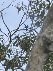 Cotinga maynana