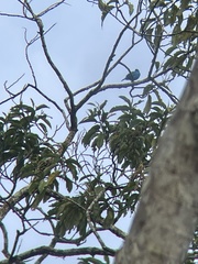 Cotinga maynana