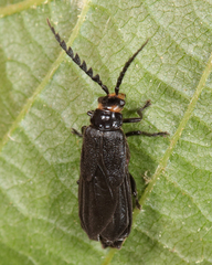 Tytthonyx erythrocephala