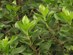 Ageratina tinifolia