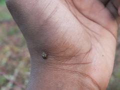 Agroiconota propinqua