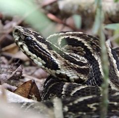Bothrops fonsecai