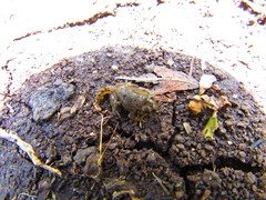 Anaxyrus compactilis