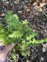 Pedicularis densiflora