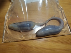 Paracaudina chilensis