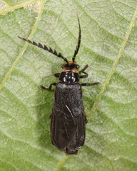 Tytthonyx erythrocephala