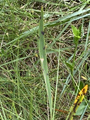 Platanthera ciliaris