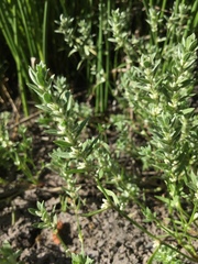 Polygonum polygaloides
