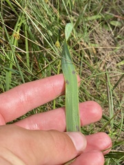 Platanthera ciliaris