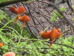 Fungi