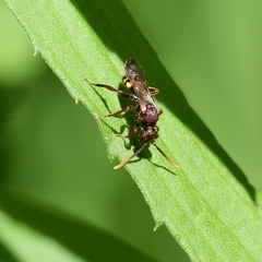 Nomada xanthura
