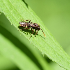 Nomada xanthura