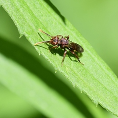 Nomada xanthura