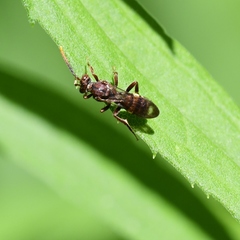 Nomada xanthura